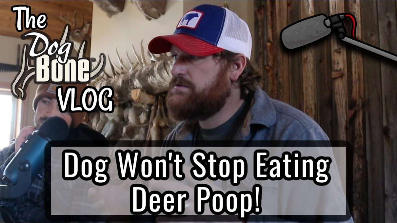 découvrez les bienfaits de la crotte de cerf, un remède naturel aux multiples vertus pour la santé et le bien-être.