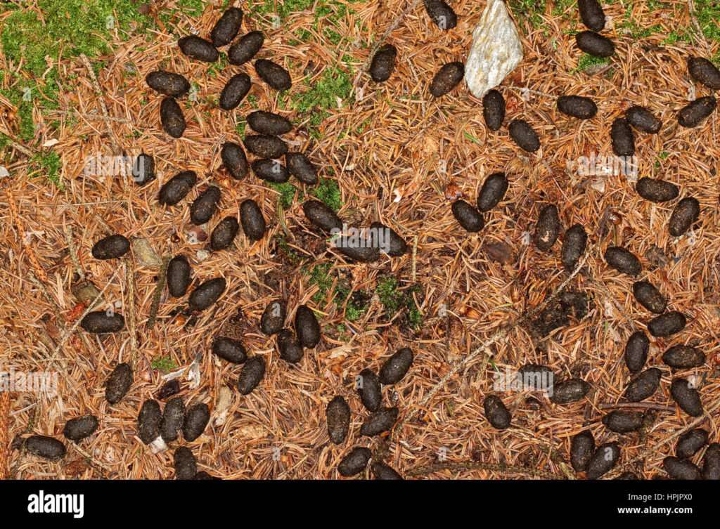 découvrez les bienfaits naturels de la crotte de cerf, utilisée depuis des siècles en médecine traditionnelle pour ses vertus revitalisantes et énergétiques.