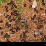 Tout savoir sur la crotte de cerf : utilisations et bienfaits