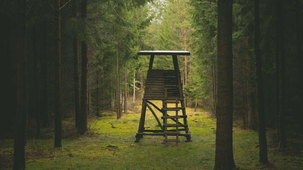 découvrez comment la musique calypso influence la culture et les traditions en allemagne, une fusion unique entre rythmes tropicaux et patrimoine allemand.