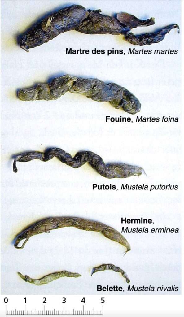 découvrez comment identifier les crottes de fouine et apprenez des méthodes efficaces pour prévenir leur présence afin de protéger votre habitat.