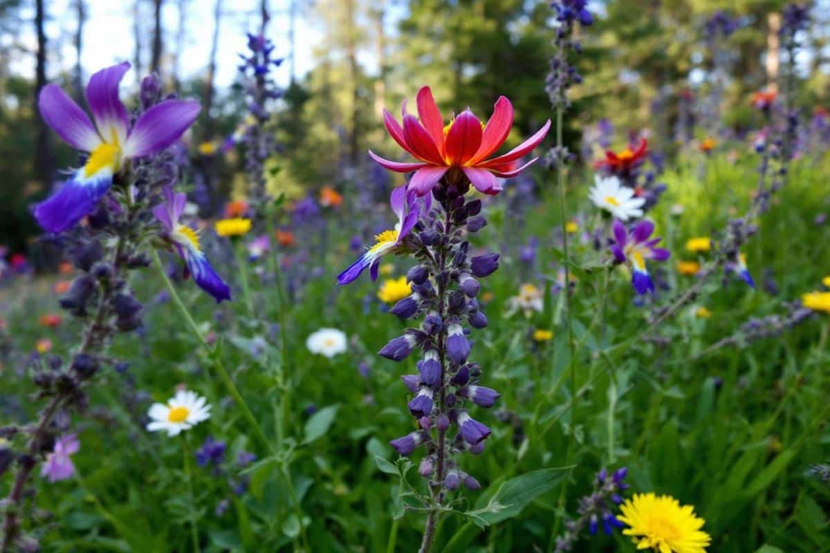 découvrez comment identifier la crotte de lérot et comprendre son impact sur l'environnement et les habitations.