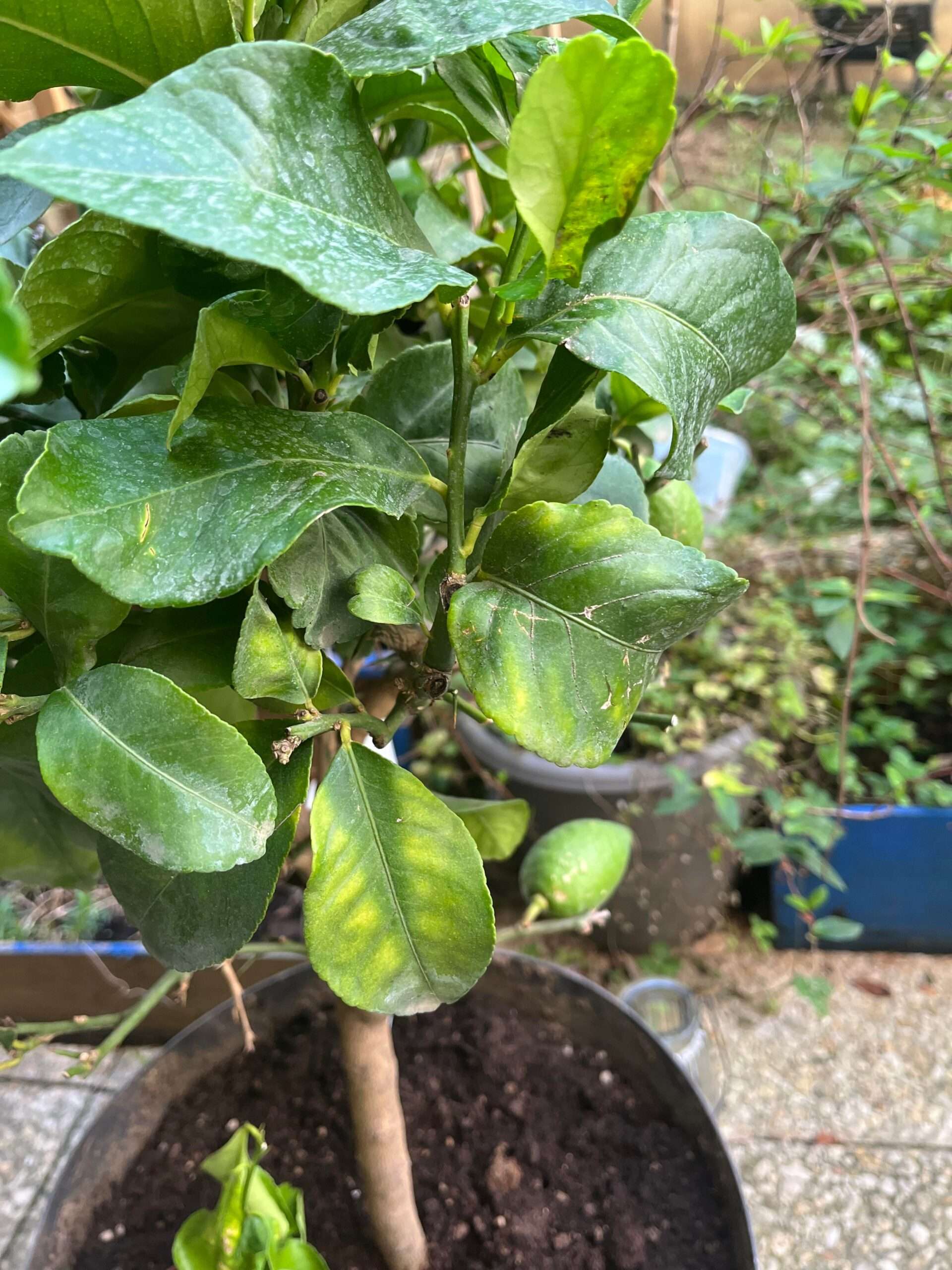 apprenez à reconnaître les signes de maladie sur un citronnier en pot et découvrez les meilleures méthodes pour le soigner efficacement.