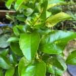 Comment identifier et soigner un citronnier en pot malade