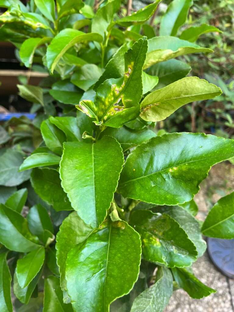 apprenez à identifier les signes courants de maladies sur un citronnier en pot et découvrez les meilleures méthodes pour le soigner efficacement afin qu'il retrouve toute sa santé et sa vitalité.