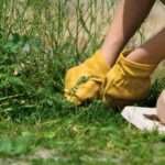 Où acheter du désherbant en Espagne : guide pratique et conseils