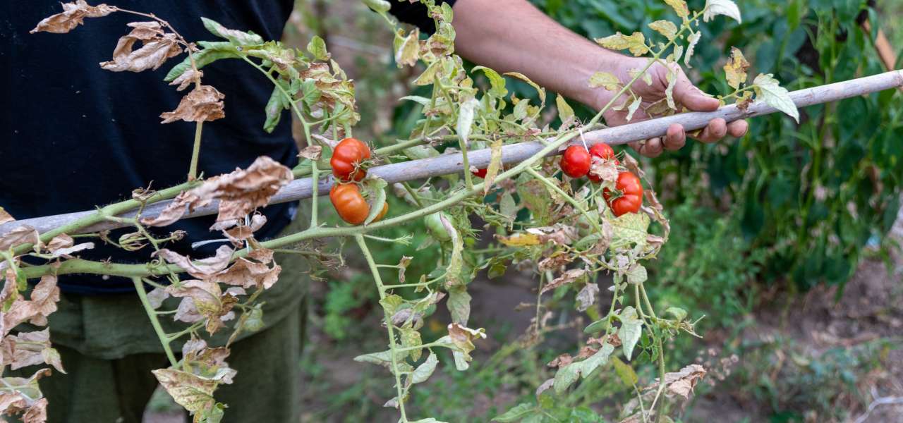 découvrez le dosage recommandé de la bouillie bordelaise 5l pour protéger efficacement vos plants de tomates contre les maladies fongiques.