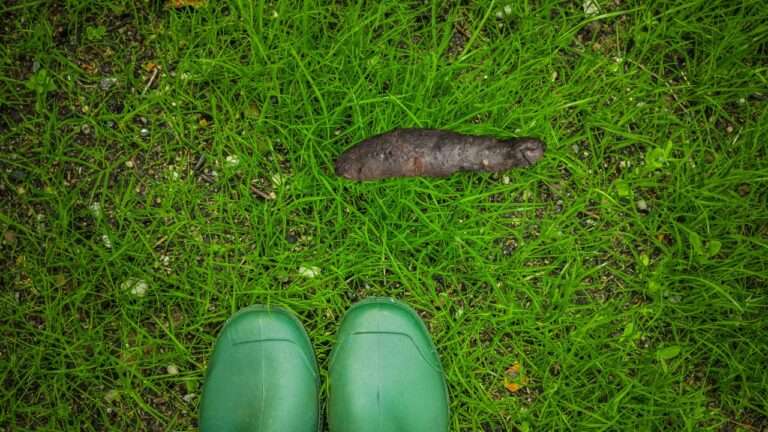 découvrez comment identifier les indices de présence de crotte de hérisson et de fouine dans votre jardin avec nos conseils pratiques et faciles à suivre.