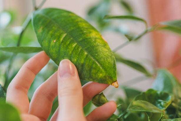 découvrez les causes courantes des feuilles jaunes sur votre citronnier et apprenez comment traiter efficacement cette maladie pour préserver la santé de votre arbre.