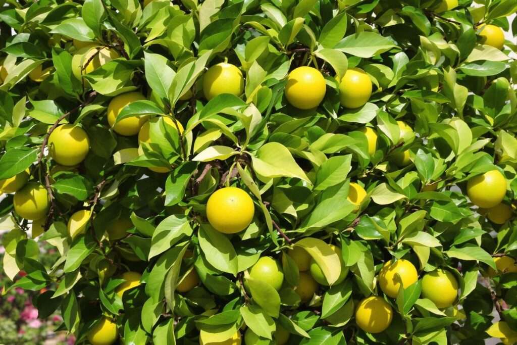 découvrez les causes courantes des feuilles jaunes sur votre citronnier et apprenez comment traiter efficacement cette maladie pour retrouver un arbre sain et productif.