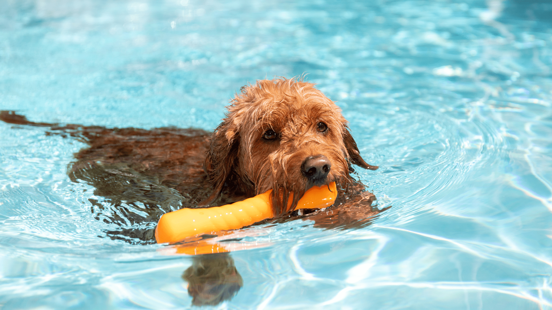 découvrez l'importance du ph dans une piscine au sel pour maintenir une eau équilibrée, protéger les équipements et garantir un bain confortable et sain.