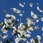 Quelle est la taille maximale des eucalyptus et comment les entretenir