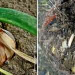 Lessive et adoucissant : comment choisir le meilleur pour votre linge