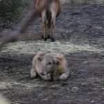 Tout savoir sur la crotte de loup : identification et rôle dans la nature