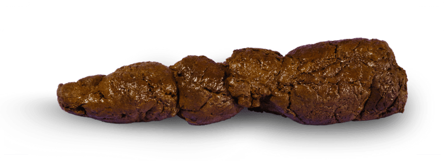découvrez comment identifier les crottes d’écureuil et apprenez des méthodes efficaces pour prévenir leur présence dans votre environnement.