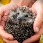 Herisson sous dalle : guide complet pour une fondation solide
