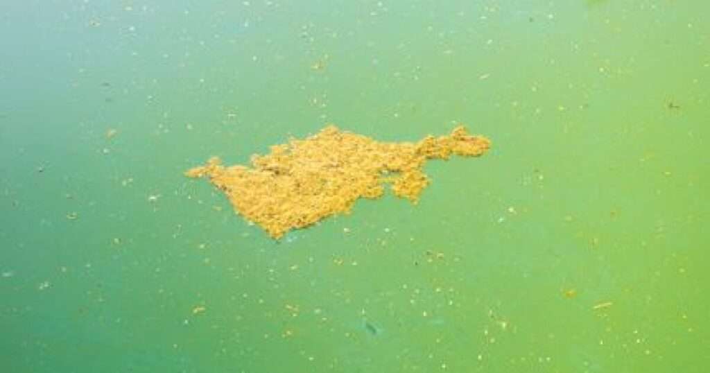 découvrez comment traiter efficacement les algues moutarde dans votre piscine pour une eau claire et saine grâce à nos conseils et solutions adaptés.