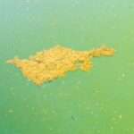 Comment identifier et traiter les algues moutarde dans votre piscine