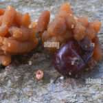 Tout savoir sur la crotte de loir : identification et impact