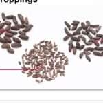 Tout savoir sur les risques et solutions liés à la crotte de rat