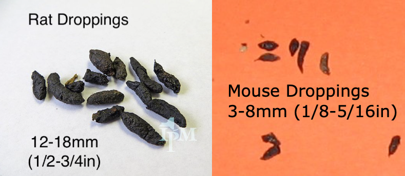 informations complètes sur les déjections de rats : identification, risques sanitaires et méthodes efficaces de prévention et de nettoyage.