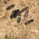 Tout savoir sur la crotte de mulot : identification et impacts