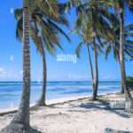 Découvrir la plage bois jolan : un joyau de la guadeloupe
