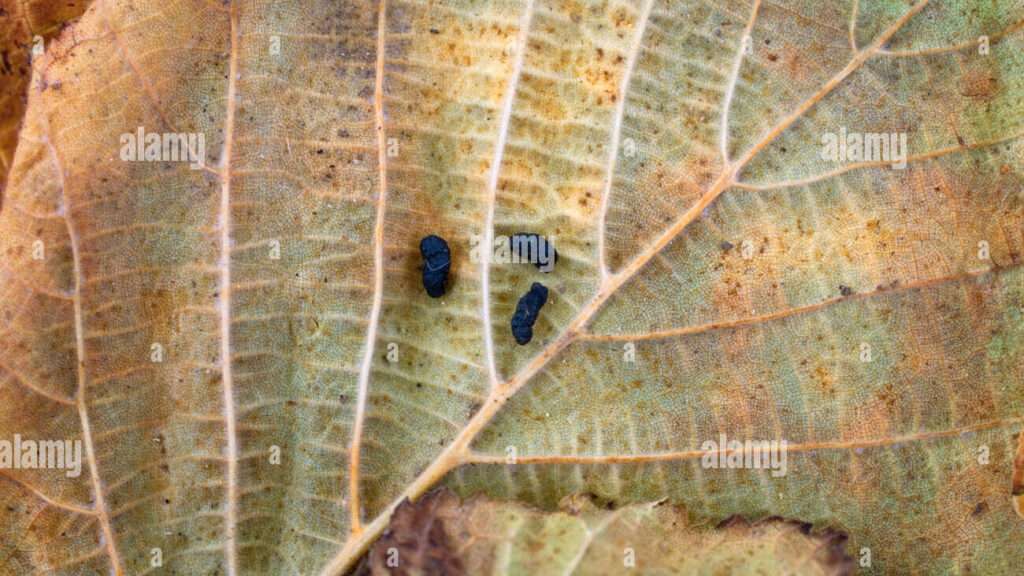 découvrez comment identifier les déjections de loir, reconnaître leur présence et apprendre à gérer efficacement les infestations dans votre maison.