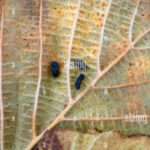 Tout savoir sur les crottes de loir avec photos pour mieux les identifier