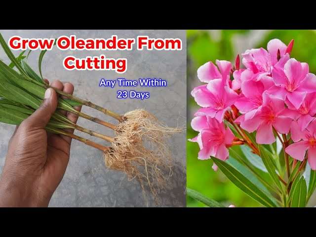 découvrez comment favoriser la croissance des racines d'oleander avec des conseils pratiques pour un entretien optimal et une plante en pleine santé.