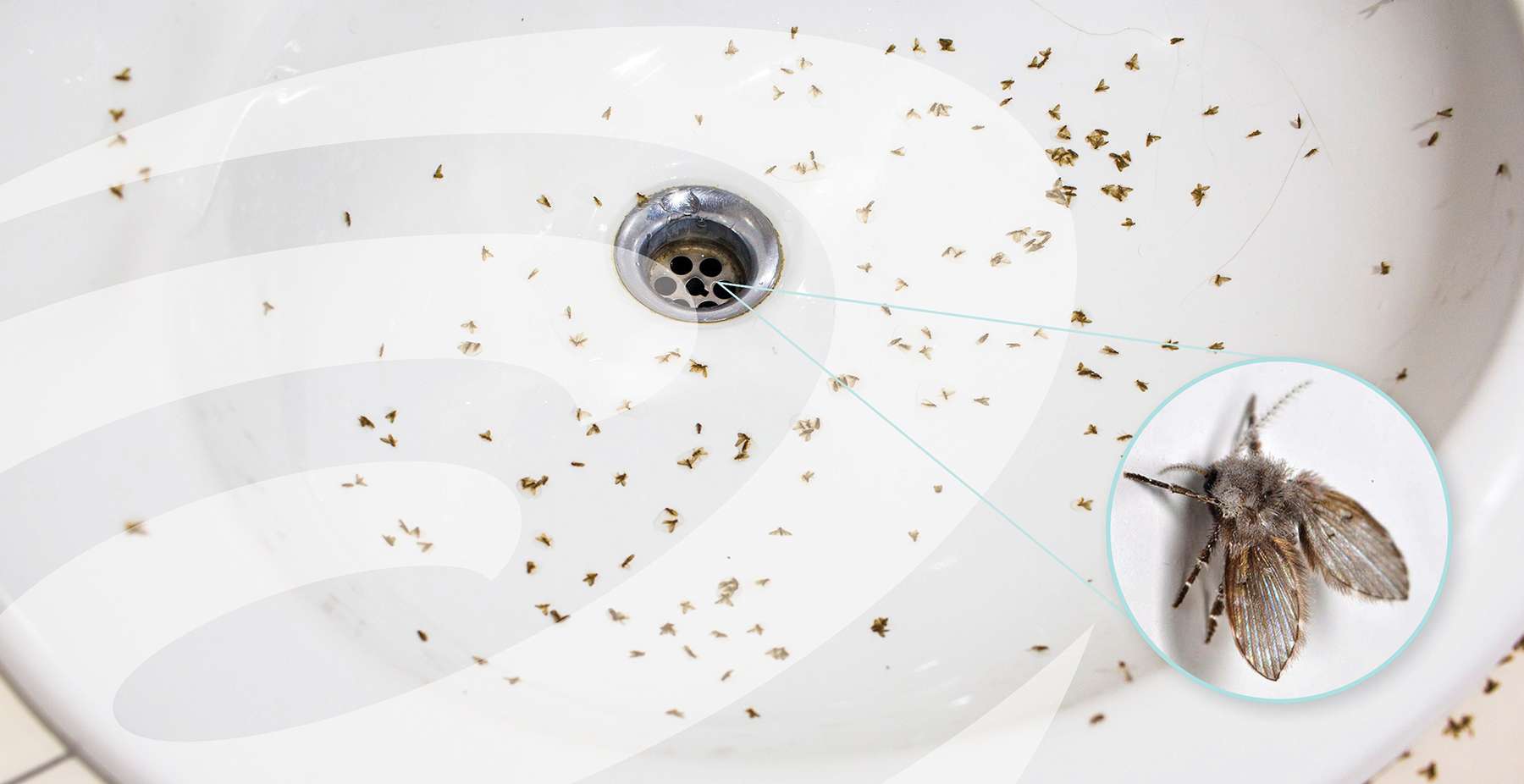 découvrez comment identifier et éliminer efficacement les mouches des drains, ces petits insectes gênants qui infestent vos canalisations et votre maison.
