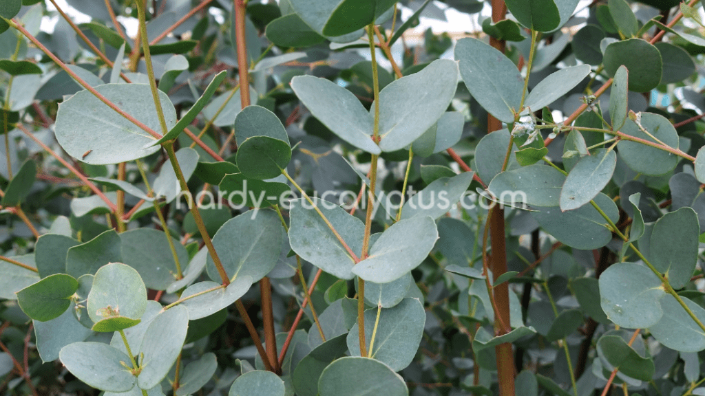 découvrez l'eucalyptus gunnii, un arbre originaire d'australie apprécié pour son feuillage argenté et son parfum rafraîchissant, idéal pour sublimer vos jardins et espaces verts.