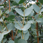Tout savoir sur l’eucalyptus gunnii avec france bleu