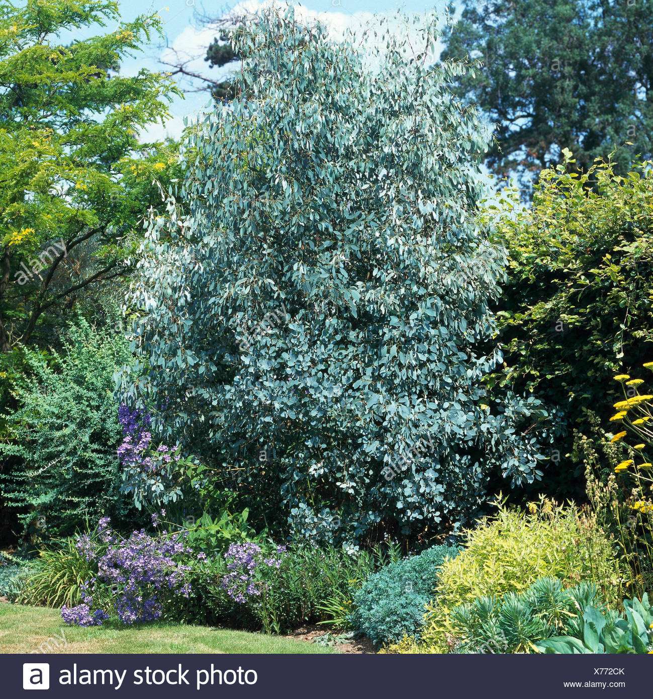 découvrez l'eucalyptus gunnii, un arbre originaire d'australie réputé pour ses feuilles argentées aromatiques et sa croissance rapide, idéal pour vos jardins et aménagements paysagers.