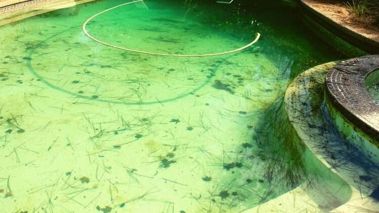 découvrez comment identifier et résoudre efficacement le problème de l'eau verte dans votre piscine pour retrouver une eau claire et saine.